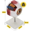 4Fizjo 3D padidintas anatominis akies modelis
