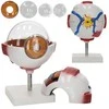 4Fizjo 3D padidintas anatominis akies modelis