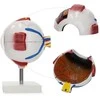 4Fizjo 3D padidintas anatominis akies modelis