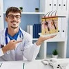 4Fizjo Anatominis žmogaus odos modelis skerspjūvyje
