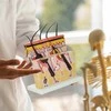 4Fizjo Anatominis žmogaus odos modelis skerspjūvyje