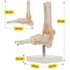 4Fizjo Čiurnos sąnario su raiščiais anatominis modelis 1:1 masteliu