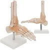 4Fizjo Čiurnos sąnario su raiščiais anatominis modelis 1:1 masteliu
