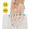 4Fizjo Čiurnos sąnario su raiščiais anatominis modelis 1:1 masteliu