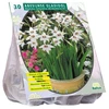 Acidanterų svogūnėliai, lot. ACIDANTHERA BICOLOR, 30 vnt