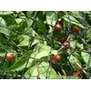 Apsauginis tinklas nuo paukščių 2x5m/25x25mm žalias/juodas/ 20g/m2