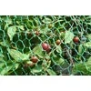 Apsauginis tinklas nuo paukščių 7g/m2 6x6m/8x8mm žalias/PE