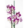 Atraminis mietelis augalams H58cm plastikinis