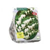 Auskarėlių svogūnėliai, lot. DICENTRA SPECTABILIS ALBA, 2 vnt