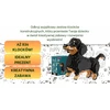 BALODY Dešros šuniui DACHSHUNDER KONSTRUKCINIAI BLOKAI (maži) 836 vnt.