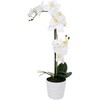 Home4You Balta orchidėja IN GARDEN, H51cm