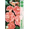 Begonijų svogūnėliai, lot. BEGONIA CAMELIA, 3 vnt