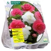 Begonijų svogūnėliai, lot. BEGONIA DUBBEL DUO ROZE WIT, 5 vnt