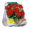 Begonijų svogūnėliai, lot. BEGONIA DUBBEL ROOD, 5 vnt