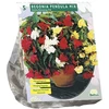 Begonijų svogūnėliai, lot. BEGONIA PENDULA MIX, 5 vnt