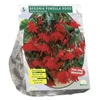 Begonijų svogūnėliai, lot. BEGONIA PENDULA ROOD, 5 vnt