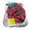 Begonijų svogūnėliai, lot. BEGONIA PENDULA ROZE, 5 vnt