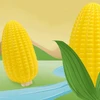 Bez Marki ANTISTRESINIS KUKURŪZŲ MINKŠTAS JAUTINIS ŽAISLAS XXL SQUISHY