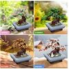 Bez Marki BONSAI Blocks Cherry blossom TREE BOTANINIS RINKINYS 6+
