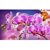 BIOPON NATŪRALUS BIOHUMUSAS orchidėjoms SKYSTOS TRAŠOS 1 L