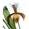 BIOPON NATŪRALUS BIOHUMUSAS orchidėjoms SKYSTOS TRAŠOS 1 L