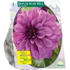 Blue Jurginų svogūnėlis, lot. DAHLIA Mėlynas BELL, 1 vnt