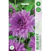 Blue Jurginų svogūnėlis, lot. DAHLIA Mėlynas BOY, 1 vnt