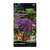 Darželinių našlaičių sėklos RAIN PURPLE, 10 vnt