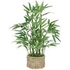 Bikuvalt Dekoratyvinis augalas Bambukas 32x46 cm, pintas vazonas Atmosphera 204209