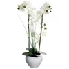 Bikuvalt Dekoratyvinis augalas Orchidėja su baltu vazonu 38x38x53 cm Atmosphera 136510B