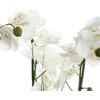 Bikuvalt Dekoratyvinis augalas Orchidėja su baltu vazonu 38x38x53 cm Atmosphera 136510B