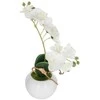 Bikuvalt Dekoratyvinis augalas Orchidėja su vazonu 20x20x26 cm (mix) Atmosphera 155716