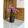 Dekoratyvinis gėlių vazonas Barcelona Ø13cm H15cm keraminis/juodas