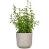 Dekoratyvinis gėlių vazonas Bassalto Ø15cm H13.3cm keraminis/pilkas