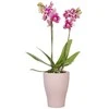 Dekoratyvinis gėlių vazonas Rose Ø17cm H17.3cm keraminis/rožinis