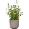 Dekoratyvinis gėlių vazonas Travertino Ø13cm H11.9cm keraminis/pilkrudis