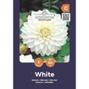 Dekoratyvinių jurginų svogūnėlis, lot. DAHLIA Baltas, 1 vnt