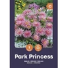 Dekoratyvinių jurginų svogūnėlis, lot. DAHLIA Baltas, 1 vnt