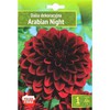 Dekoratyvinių jurginų svogūnėlis, lot. DAHLIA ARABIAN NIGHT, 1 vnt