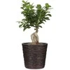 Dekoratyvus gėlių vazonas Ø16cm H14cm rudas