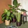 Dekoratyvus gėlių vazonas Ø16cm H14cm rudas