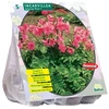 Delavajaus inkarvilėjų svogūnėliai, lot. INCARVILLEA DELAVAYI ROZE, 5 vnt