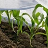 Bradas Dengiamoji agrotekstilė nuo šalčių Balta 1,6x10m 50g AWW5016010