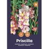 Didžiažiedžių kardelių svogūnėliai, lot. GLADIOLUS PRISCILLA, 5 vnt