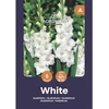 Didžiažiedžių kardelių svogūnėliai, lot. GLADIOLUS PRISCILLA, 5 vnt