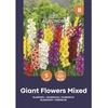 Didžiažiedžių kardelių svogūnėliai, lot. GLADIOLUS PRISCILLA, 5 vnt