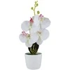 Dirbtinė gėlė vazonėlyje ILAJA ORCHID, baltos sp., 25 cm