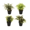 Dirbtinis augalas 17x17x23 cm (4 rūšių) 4Living 313211