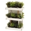 Dirbtinis augalas 17x17x23 cm (4 rūšių) 4Living 313211