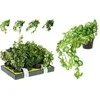 ProGarden Dirbtinis augalas BUXUS BALL, žalios sp., 18 cm
